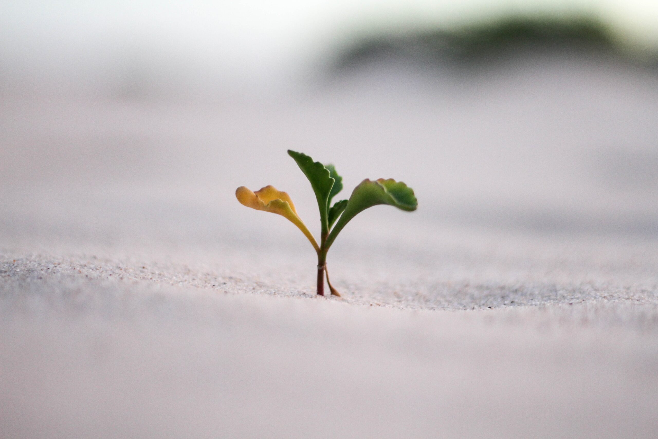 Small seedling sprouting out of sand