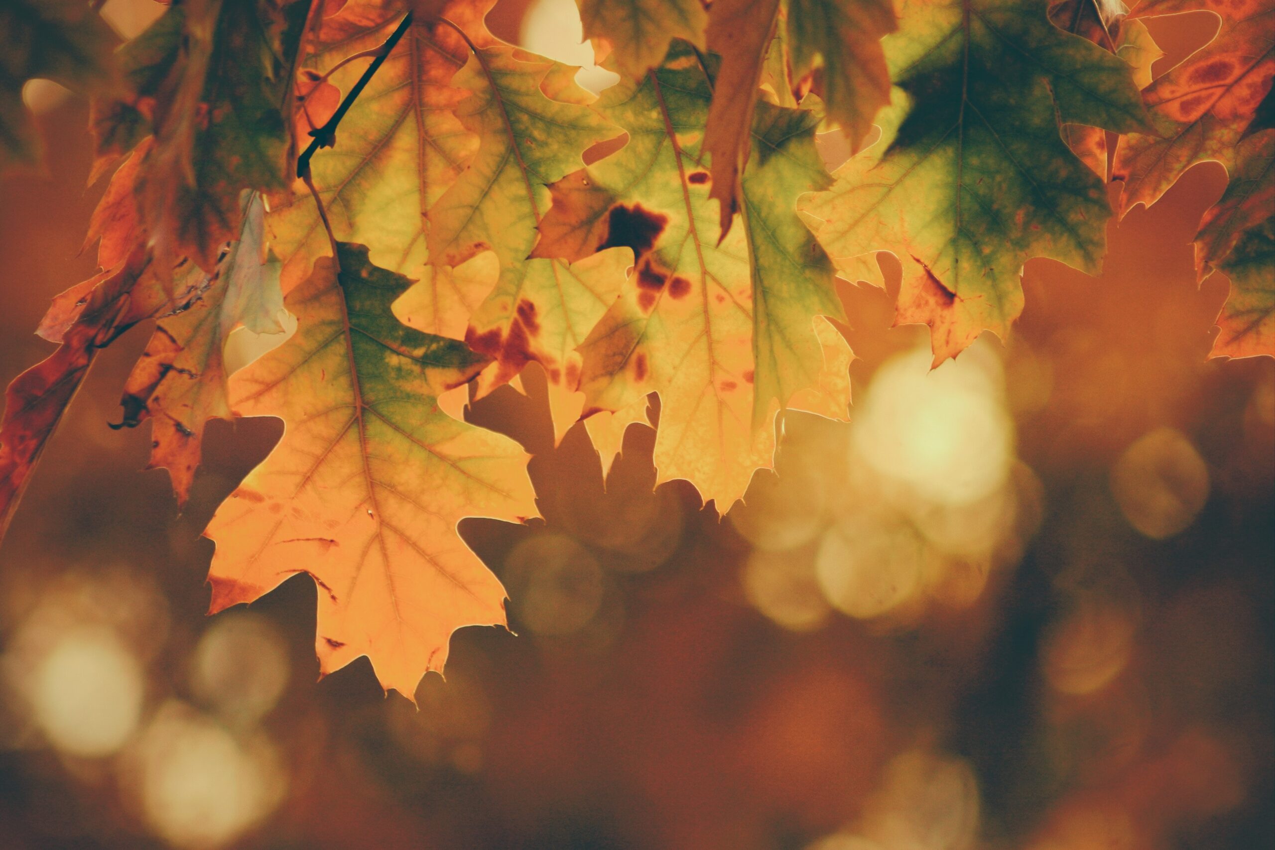 Colorful autumn leaves hanging on tree